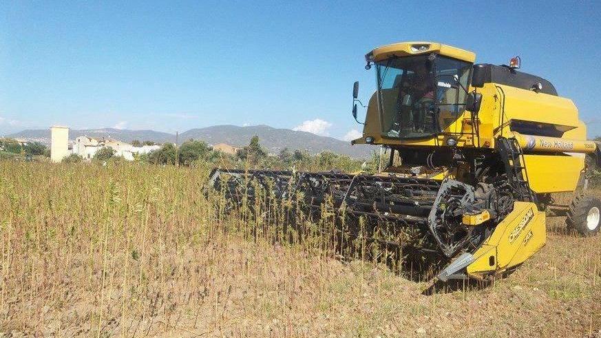 La cannabis legale dà lavoro a Valledoria