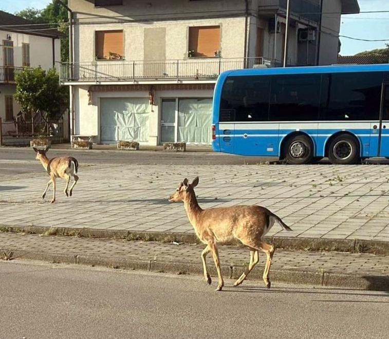 I daini invadono i centri abitati in provincia di Ferrara, pericolo soprattutto sulle strade<br type="_moz" />
