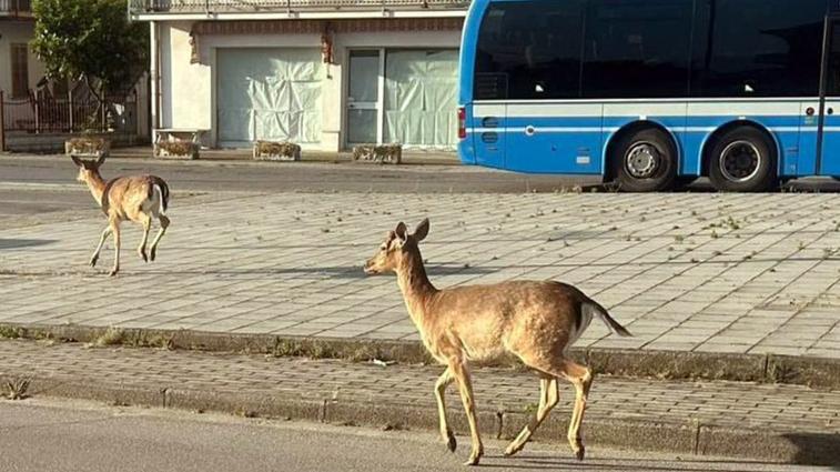 I daini invadono i centri abitati in provincia di Ferrara, pericolo soprattutto sulle strade<br type="_moz" />
