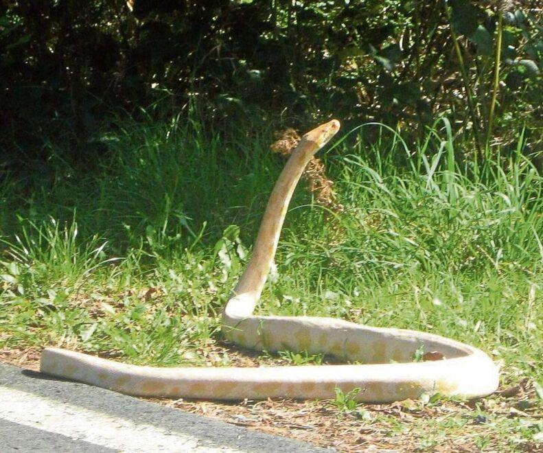 
	Il pitone albino &ldquo;fotografato&rdquo; a Monterotondo ma era uno scherzo

