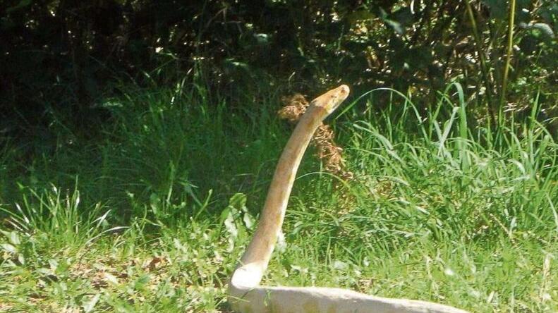 Il pitone albino “fotografato” a Monterotondo ma era uno scherzo