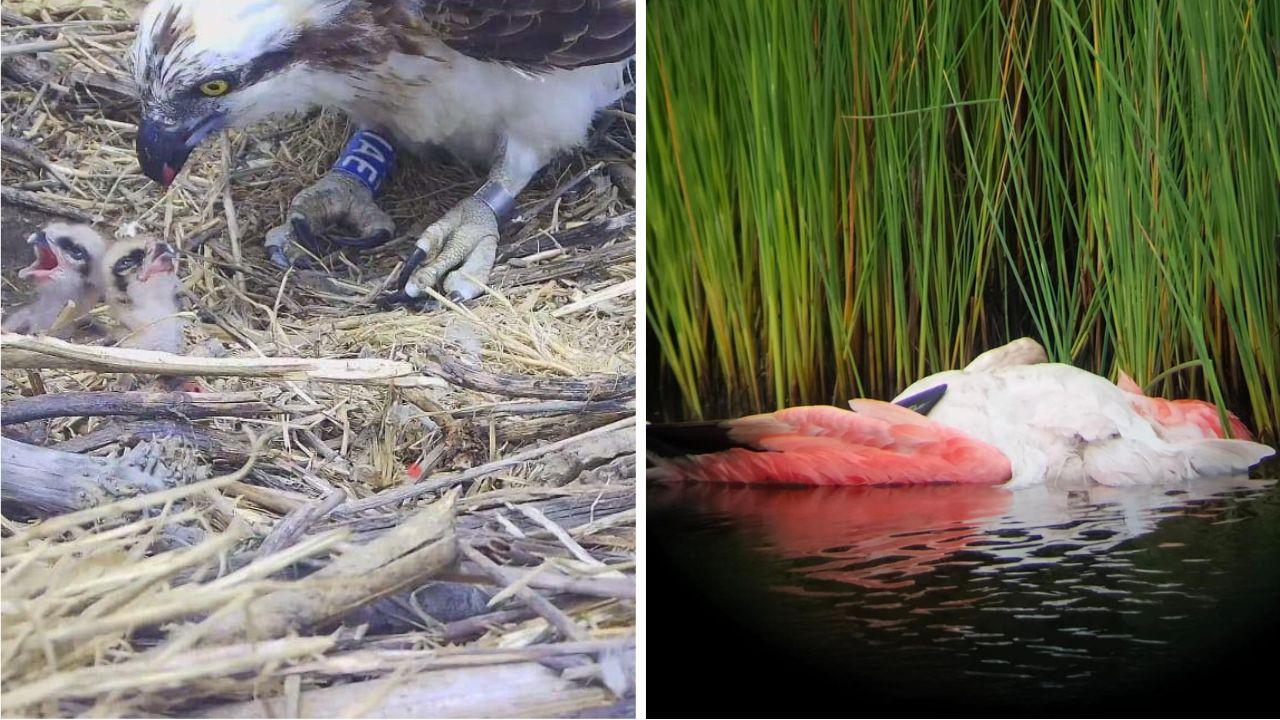 
	I piccoli falchi pescatore e a destra il terzo fenicottero morto domenica nell&rsquo;Oasi

