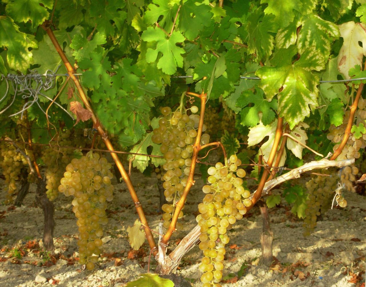 Crisi climatica e mercati esigenti, la nuova sfida della malvasia di Bosa