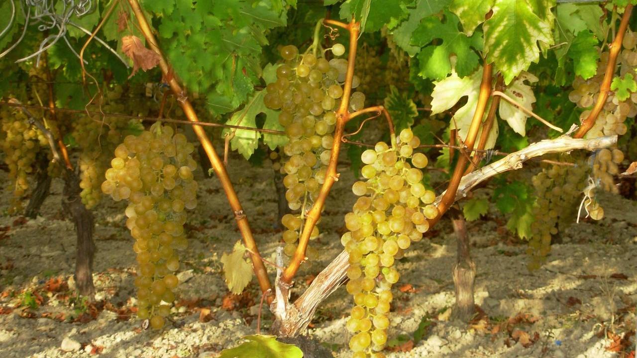 Crisi climatica e mercati esigenti, la nuova sfida della malvasia di Bosa
