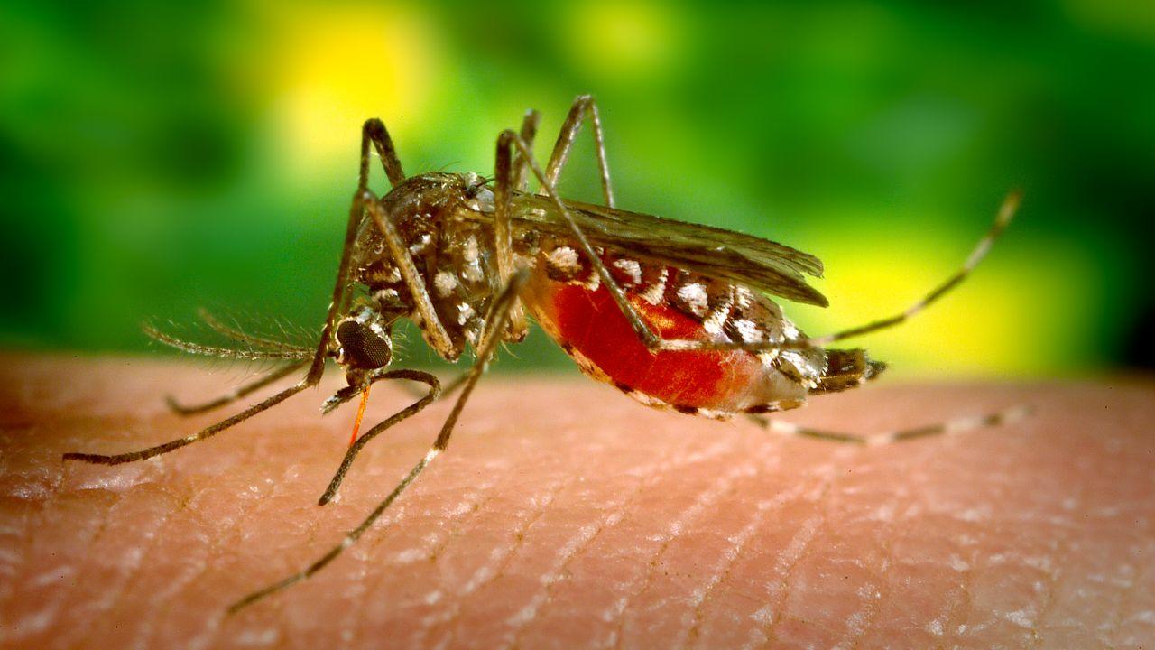 Un caso di febbre Dengue in Toscana