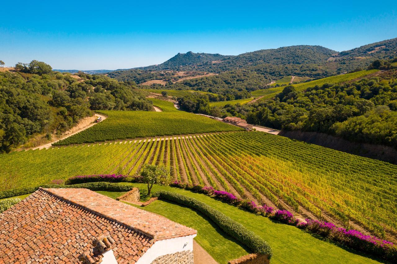 Le vigne della cantina Siddùra