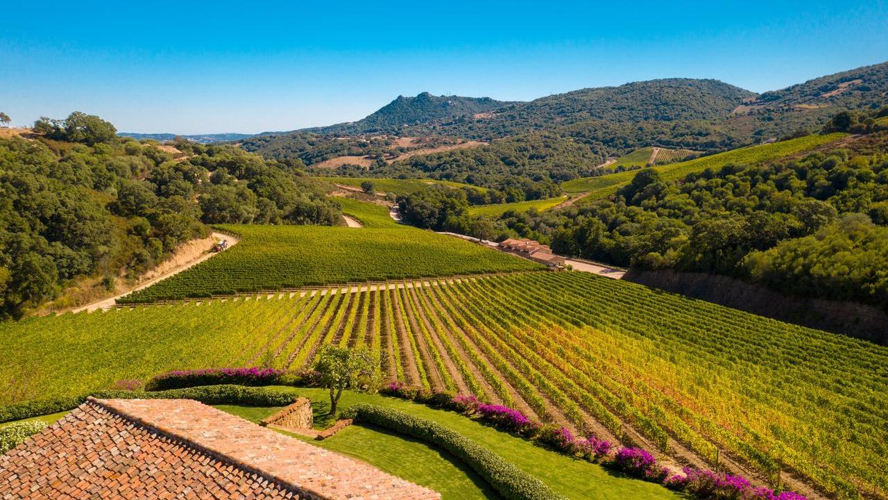 Le vigne della cantina Siddùra