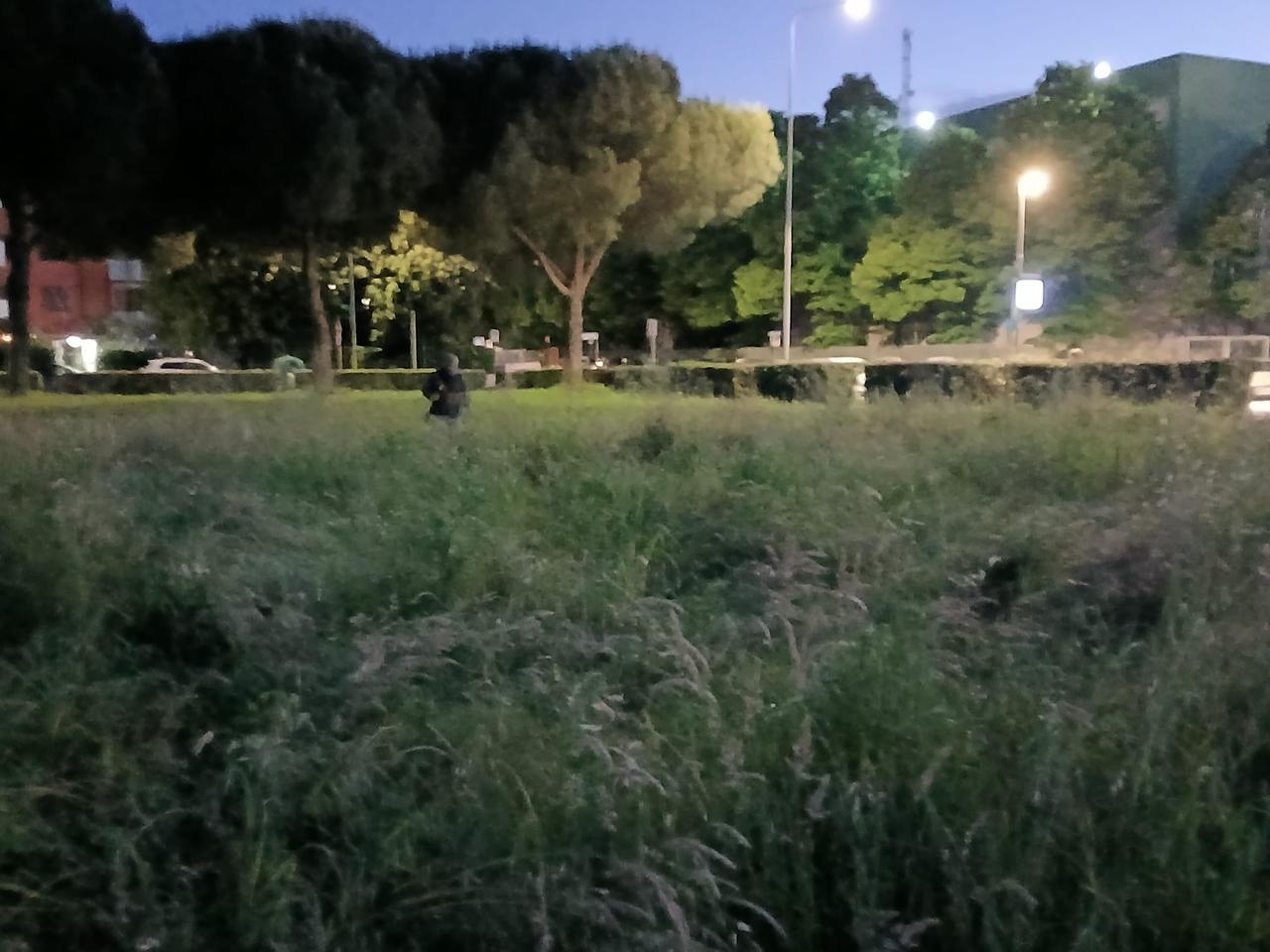 
	Il campo dove &egrave; avvenuto l'omicidio

