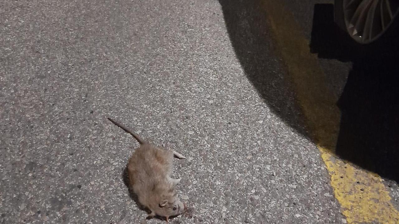 Montecatini, i topi scorrazzano in centro. Scatta la derattizzazione