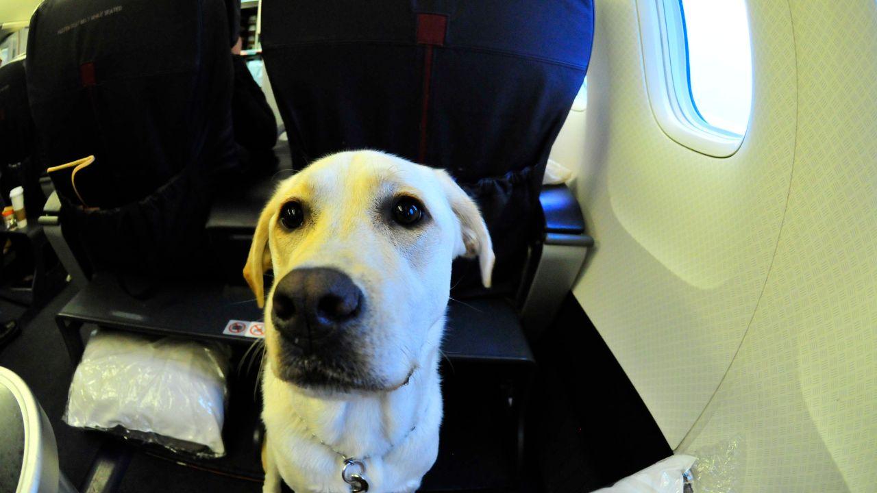 Cani e gatti in aereo, in arrivo nuove regole: ecco cosa cambia