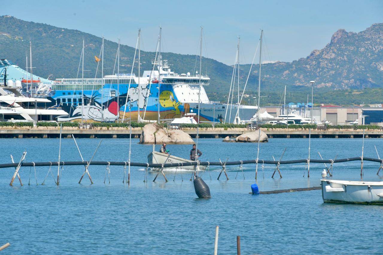 Olbia, Deidda sul caso dragaggi: «Porto e mitilicoltura possono coesistere»