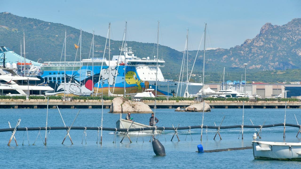 Olbia, Deidda sul caso dragaggi: «Porto e mitilicoltura possono coesistere»