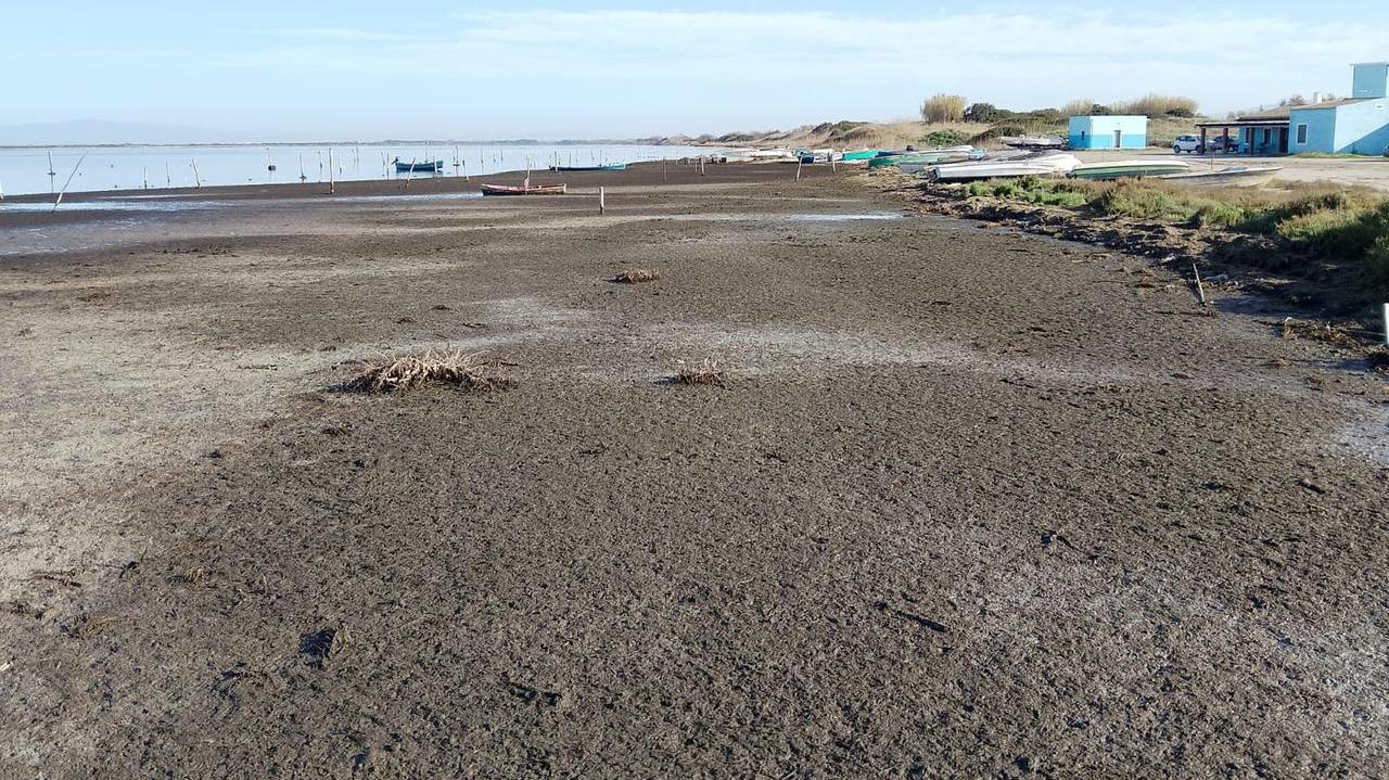La situazione nello stagno di Corru s'ittiri tra Arborea e Terralba