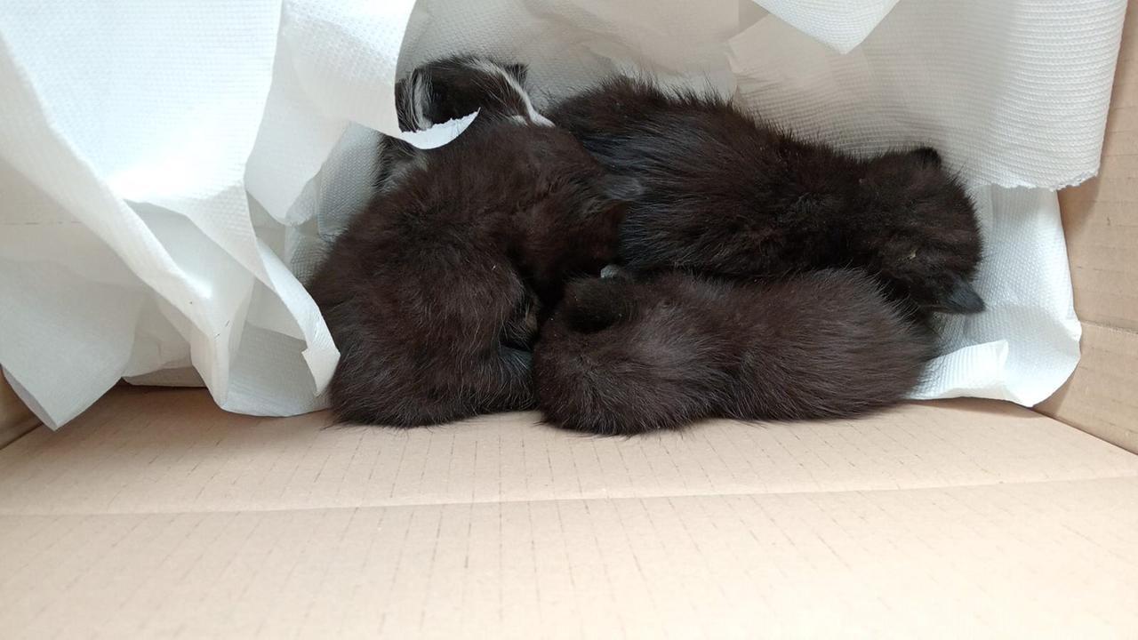 I gattini trovati a Figline