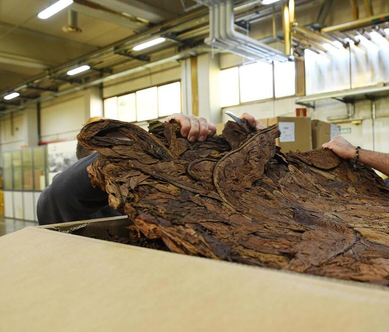 
	Uno stabilimento per la lavorazione del tabacco (archivio)

