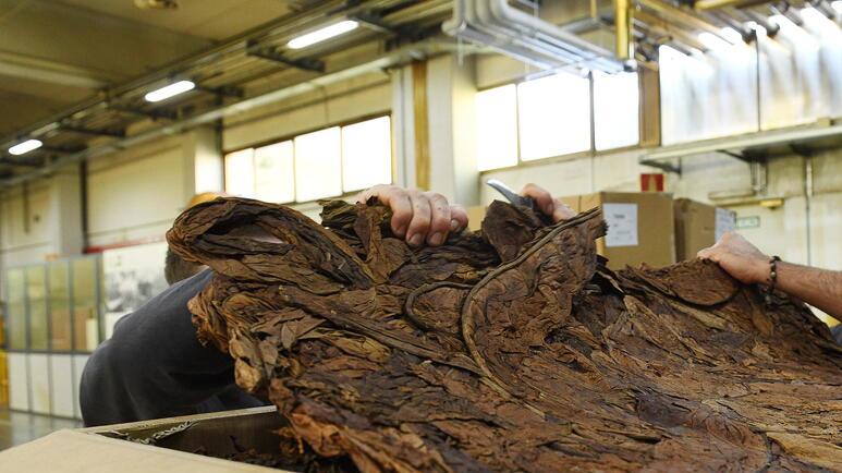 Uno stabilimento per la lavorazione del tabacco (archivio)