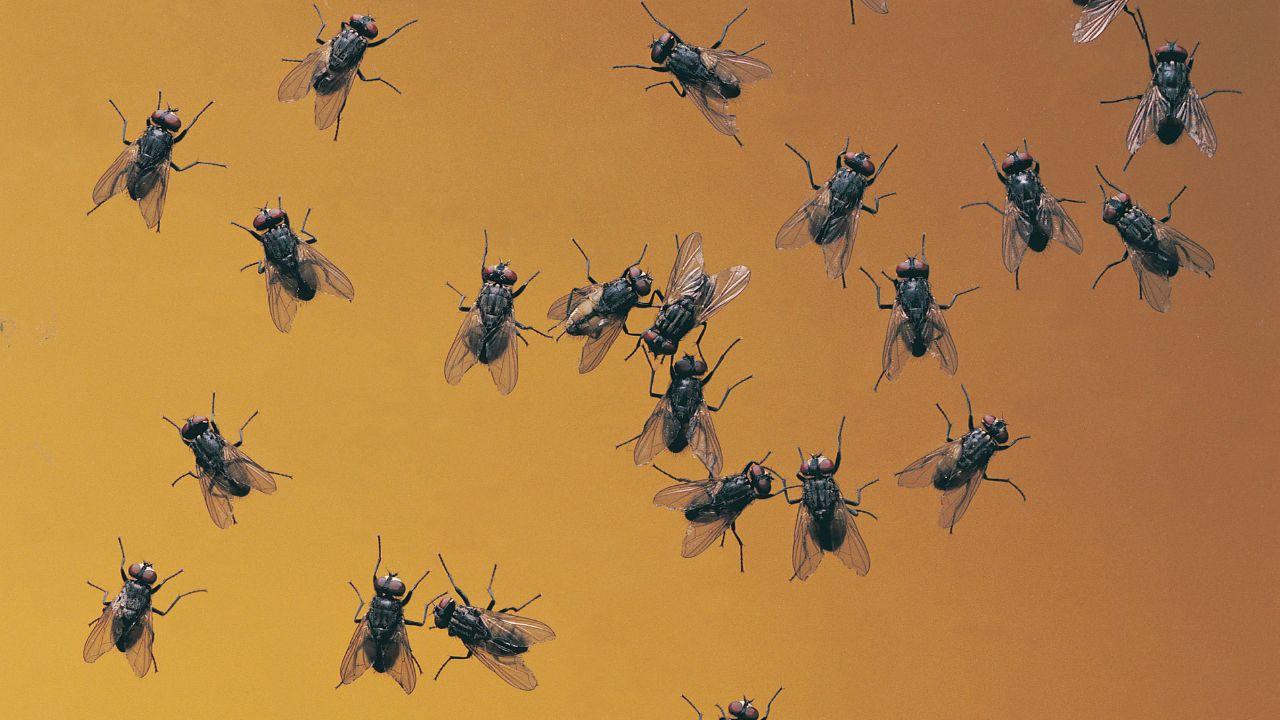 (foto di repertorio)