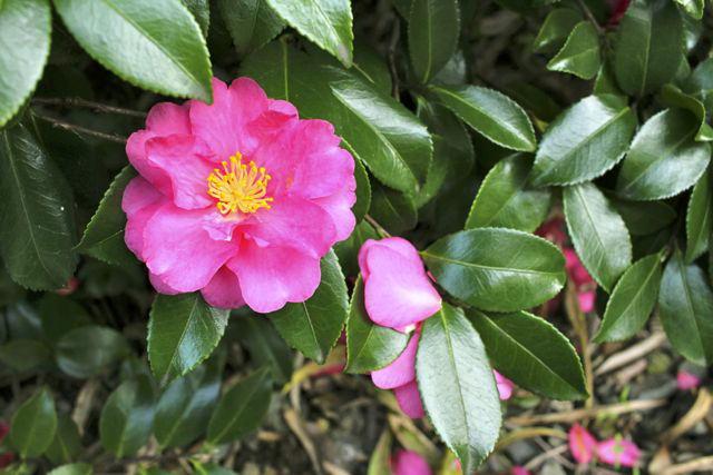 Mille storie con la camelia, oltre 22mila le varietà note