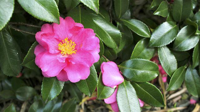 Mille storie con la camelia, oltre 22mila le varietà note