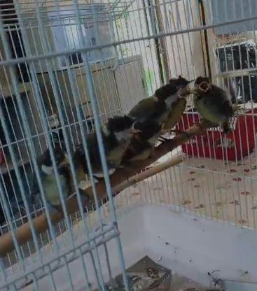 Boom di baby cinciallegre al Rifugio Matildico: ne sono arrivate oltre 50