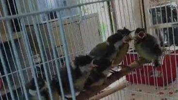 Boom di baby cinciallegre al Rifugio Matildico: ne sono arrivate oltre 50