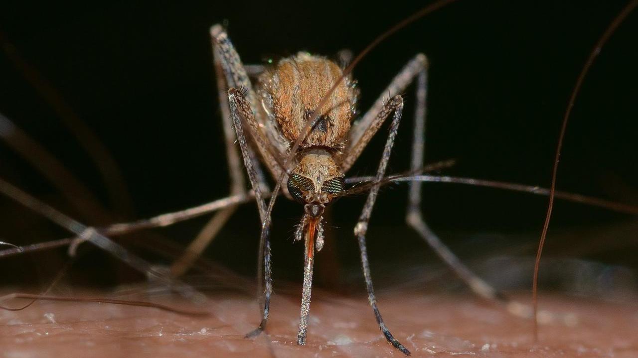 Torna la paura: primo caso registrato di febbre del Nilo, ecco dove