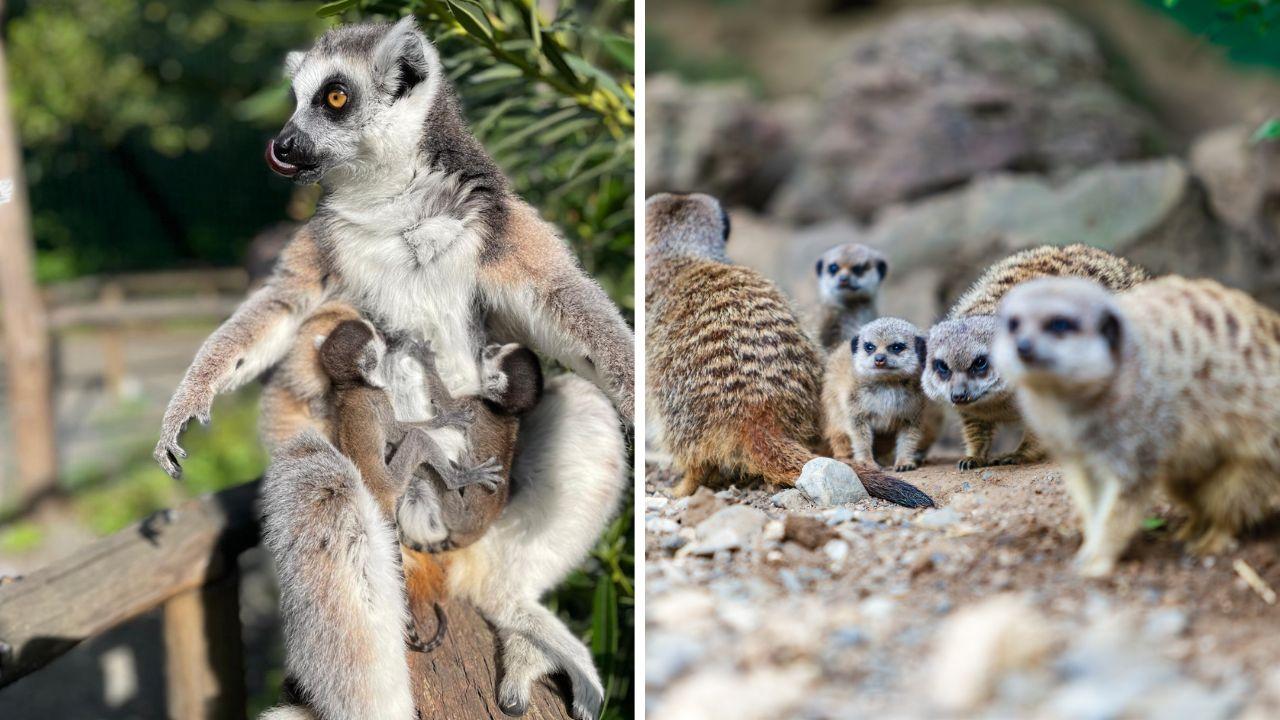I cuccioli di Lemure nati da poco nel parco Gallorose di Cecina