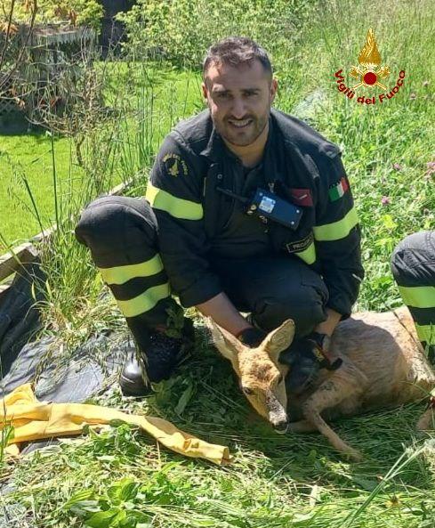Castelnovo Monti, i vigili del fuoco salvano una femmina di capriolo incinta