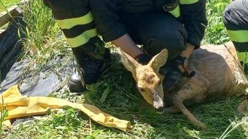 Castelnovo Monti, i vigili del fuoco salvano una femmina di capriolo incinta