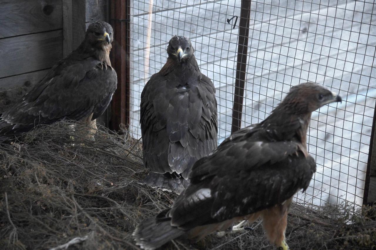
	Tre dei sei pulli di aquila del Bonelli introdotti nel Parco Tepilora (foto di Massimo Locci)

