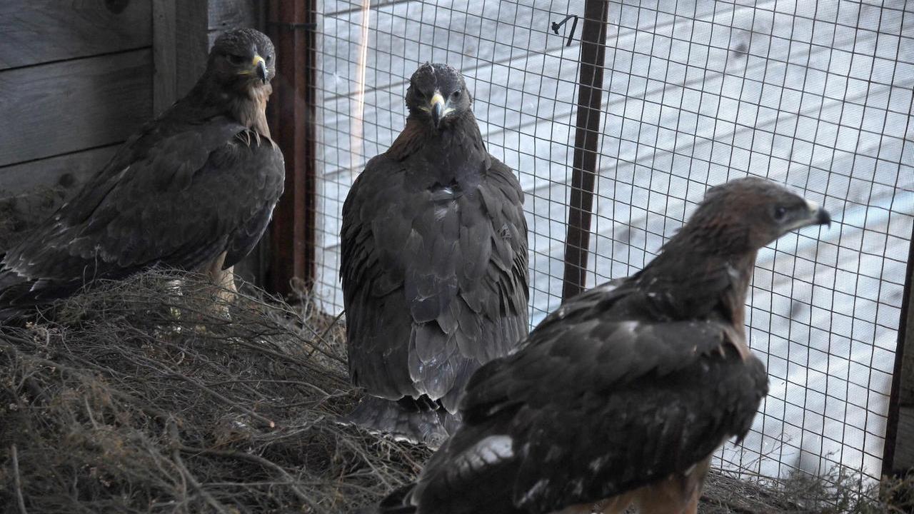 Tre dei sei pulli di aquila del Bonelli introdotti nel Parco Tepilora (foto di Massimo Locci)