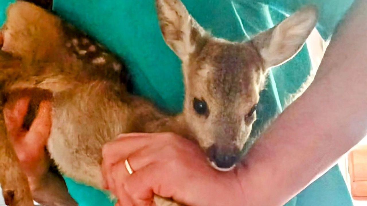 Il piccolo animale