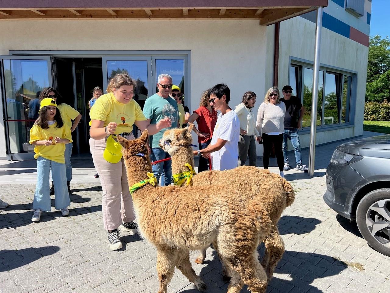 Coldiretti per il sociale, a Ferrara incontro speciale con due alpaca