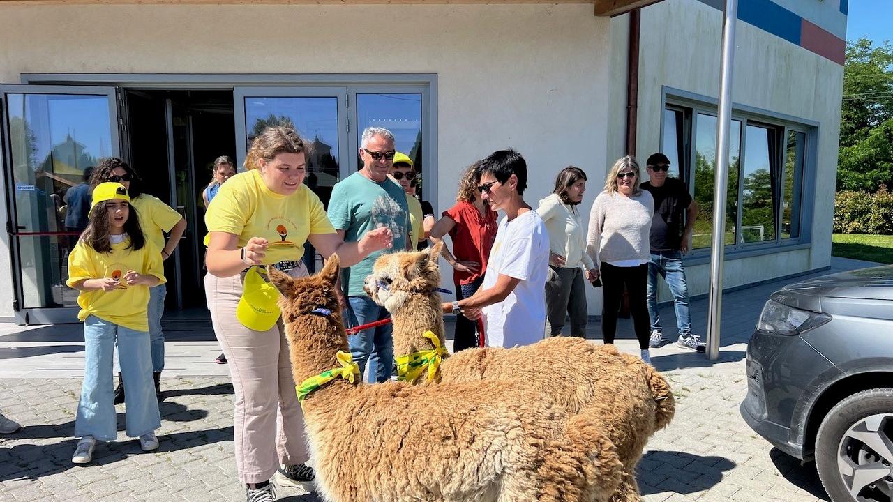 Coldiretti per il sociale, a Ferrara incontro speciale con due alpaca