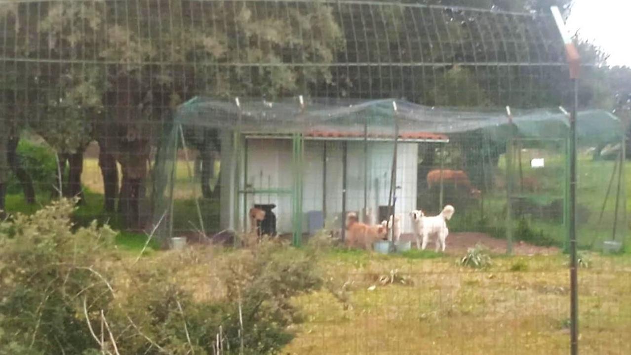 Spariti i gestori del canile, i dipendenti senza stipendio accudiscono i cani a casa. Interviene il sindaco