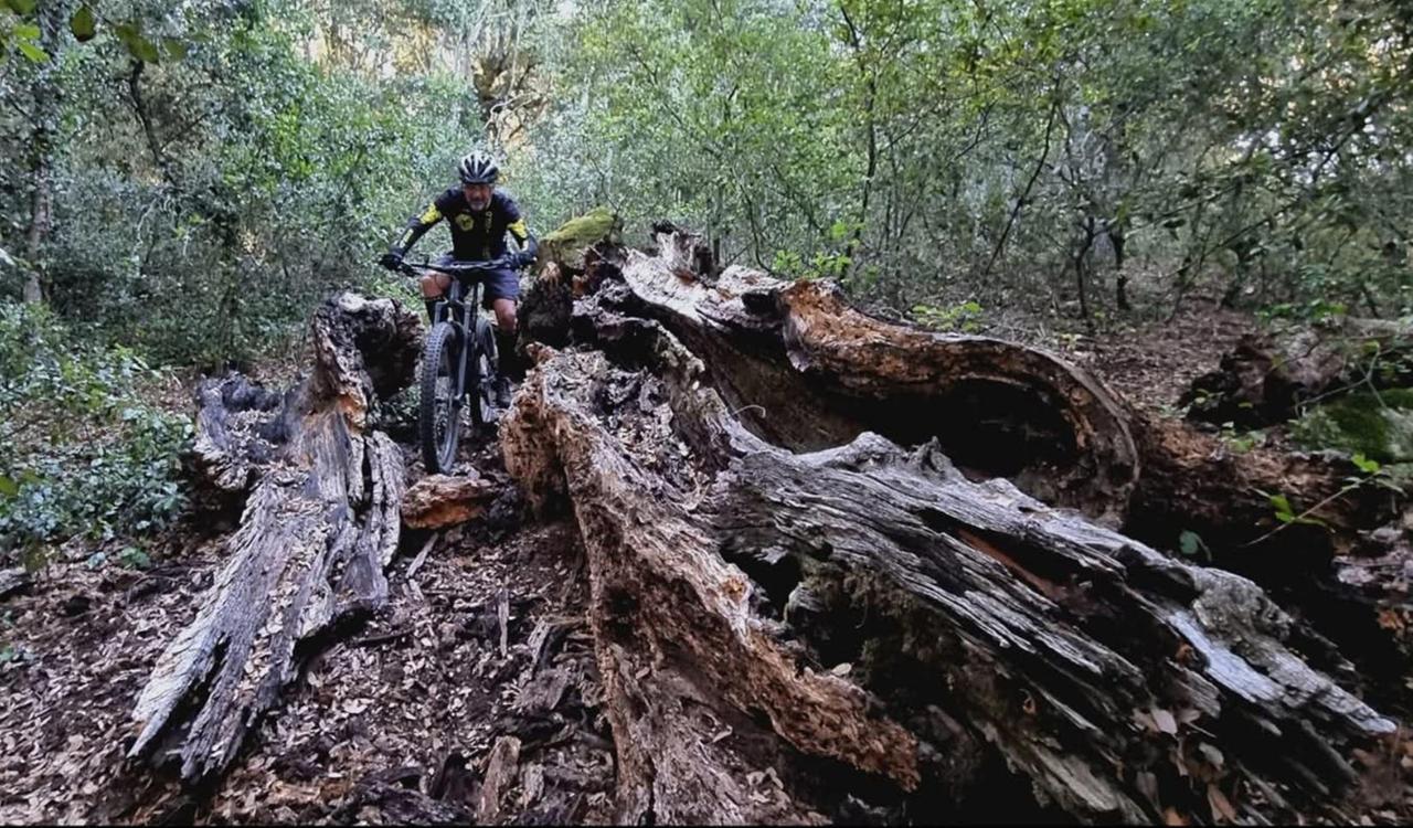 Ortobene, il comitato: «Alberi pericolanti e insetti: interventi immediati»