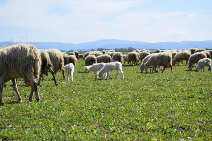 Boom di vendite dell’Agnello di Sardegna IGP: ecco i numeri