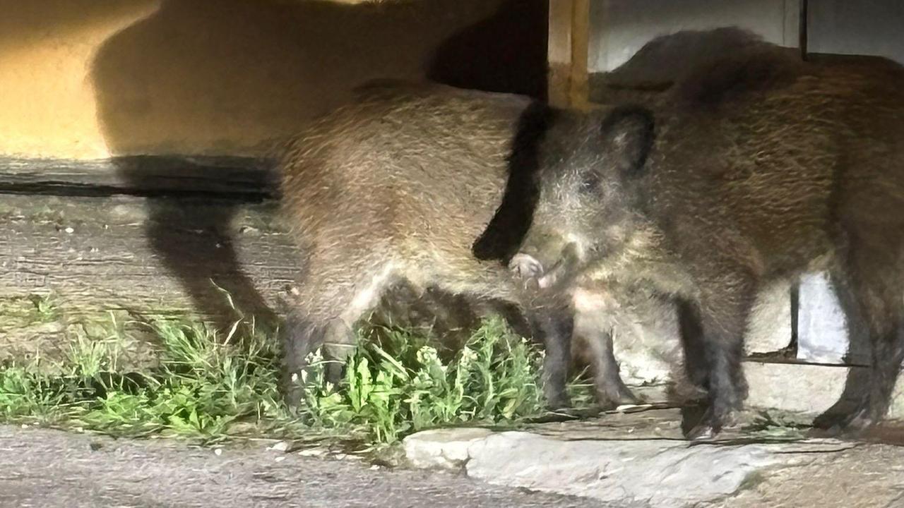 Emergenza cinghiali a Santa Teresa: nei prossimi giorni le prime catture