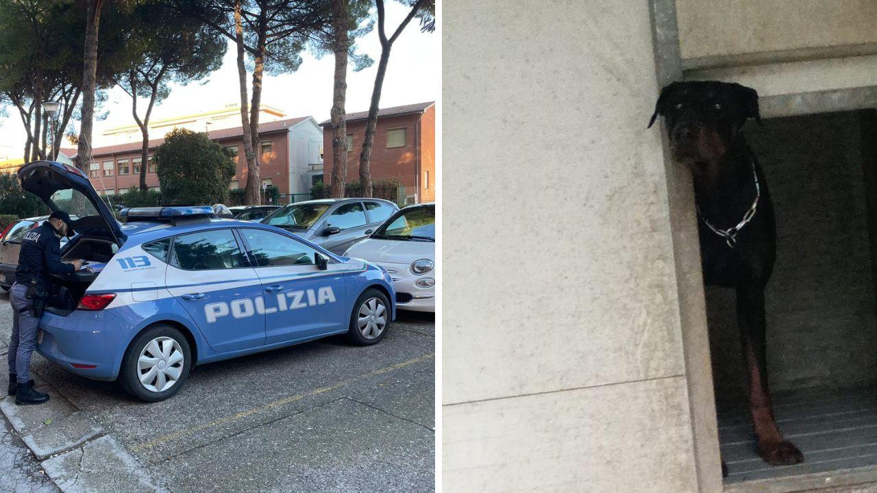 Amon, il dobermann del sospettato