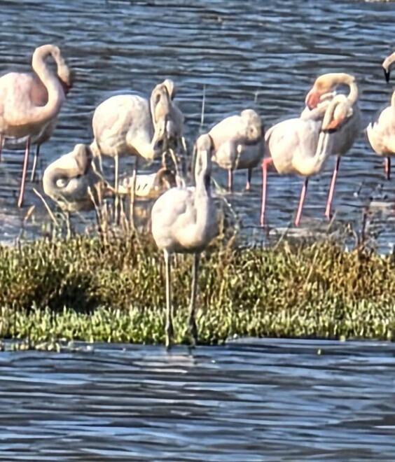 
	Tanti fenicotteri ospiti all'Oasi Wwf Padule Orti Bottagone anche&nbsp;in questi giorni&nbsp;

