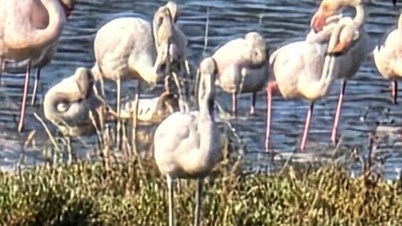Tanti fenicotteri ospiti all'Oasi Wwf Padule Orti Bottagone anche in questi giorni 