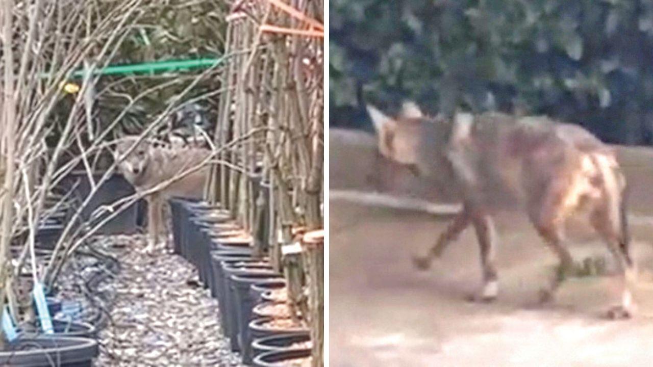 
	Il lupo avvistato in un vivaio tre mesi fa e il lupo avvistato a Chiesina Montalese due giorni fa

