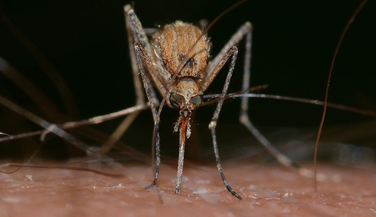 Torna la Febbre del Nilo, ecco le regole da seguire per evitare la diffusione del virus