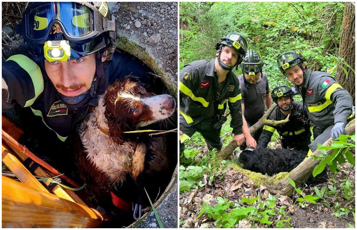 Stella finisce in un tombino aperto, Artù si perde nel bosco: due cani salvati dai Vigili del fuoco