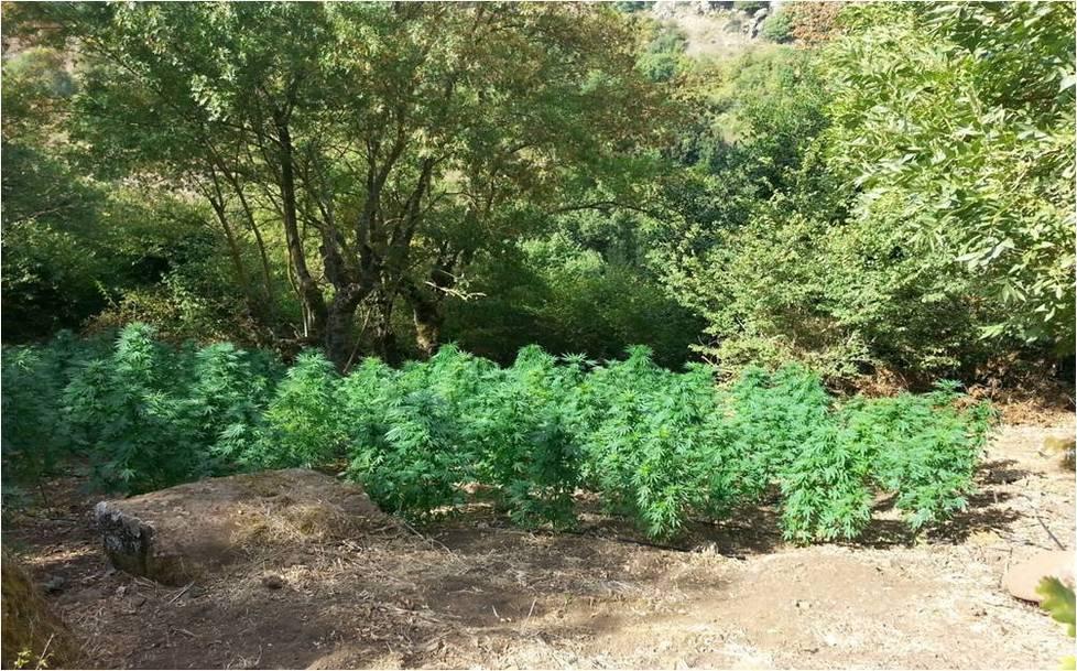 Coltivano la marijuana nei terreni comunali, sequestrate le piante 