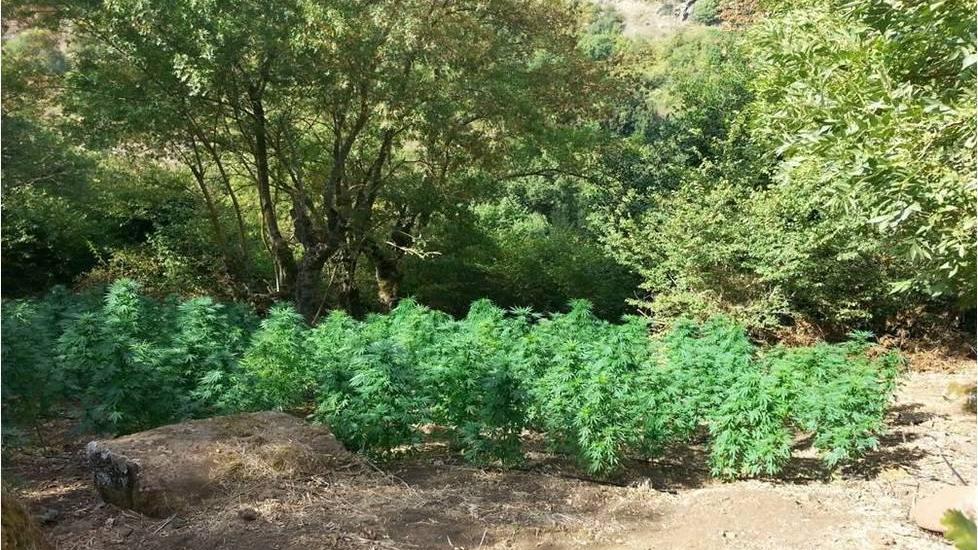 Coltivano la marijuana nei terreni comunali, sequestrate le piante 