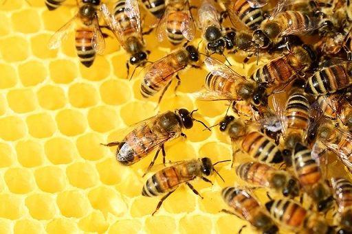 «Adotta un’ape»: l’appello per salvaguardare la biodiversità