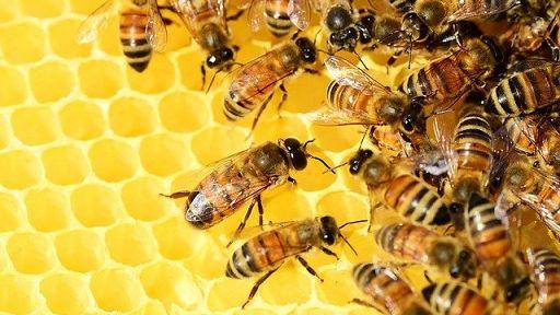 «Adotta un’ape»: l’appello per salvaguardare la biodiversità