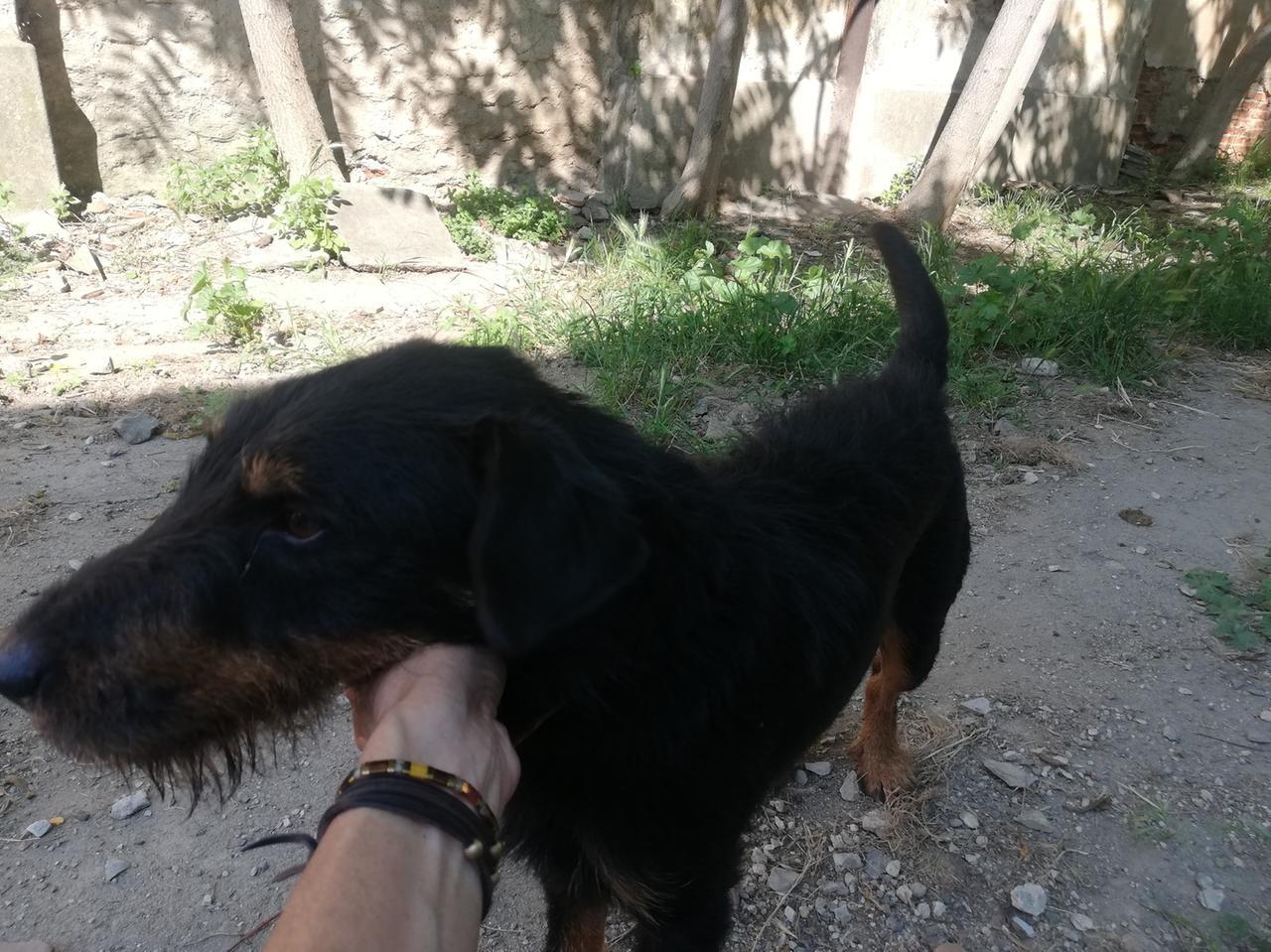 Firenze, rubano il camper con dentro il cane Cedric: trovato dopo giorni grazie al microchip