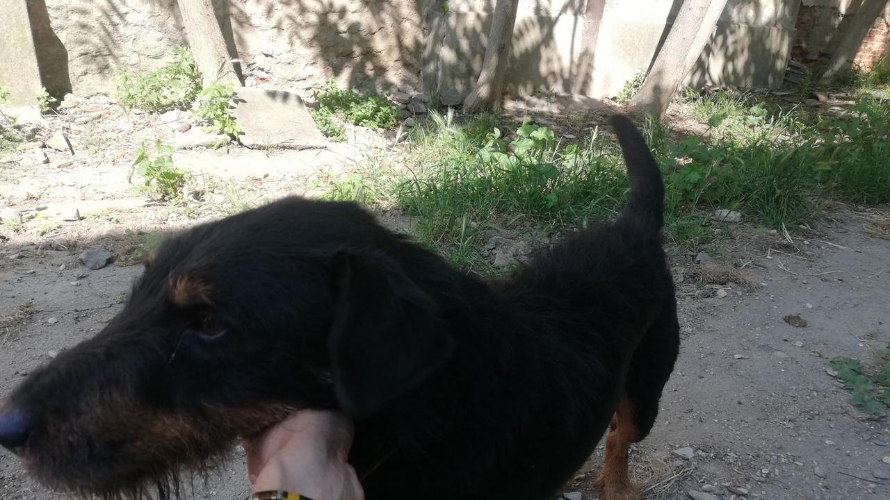 Firenze, rubano il camper con dentro il cane Cedric: trovato dopo giorni grazie al microchip